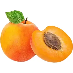 Apricot