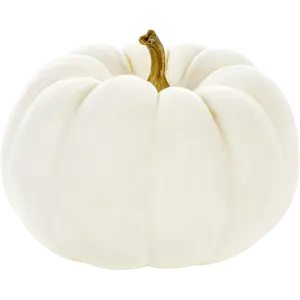 White Pie Pumpkin