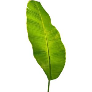 Banana Leaf