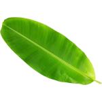 Banana Leaf