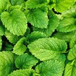 Lemon Balm