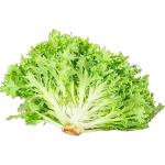 Lettuce Frisse Green Holland