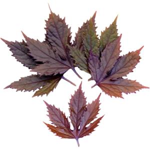 Maple Leaf Purple – Specialty Greens