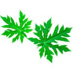 Papaya Leaf