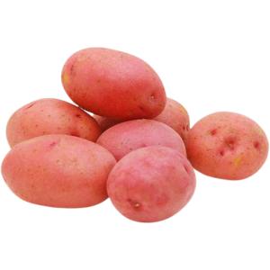 Potato Red Holland