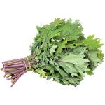 Red Russian Kale