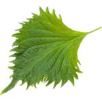 Shiso Leaves Green