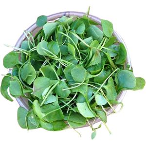 Watercress